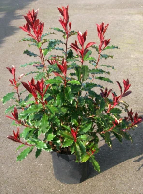 MONJARDINEXTRAORDINAIRE Photinia Magical Volcano® 'Kolmavoca' / Conteneur de 7 à 10 litres