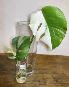 Monstera deliciosa variegata Fensterblatt + Rhaphidophora tetrasperma variegata - Bild 1 von 12