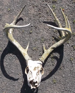 Cuernos y calavera originales cola blanca Idaho 10/9 puntas, cobertizos, cuernos, decoración - Imagen 1 de 6