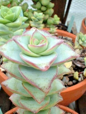 Succulent Crassula Perforata String of Buttons 2 Live 2" Rooted Plants - Image 1 of 2