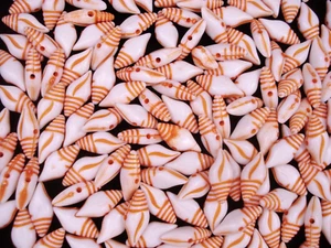 Cuentas conchas naranja/blanco 25 g de plástico hágalo usted mismo joyería artesanía - Imagen 1 de 2