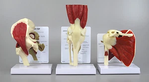 Conjunto de 3 modelos anatómicos GPI articulación musculosa hombro rodilla cadera LFA #4019  - Imagen 1 de 9