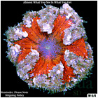 033 AquaSD Live Corals/Frags - Rock Flower Anemone - Aqua SD