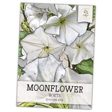 , White Moonflower Seeds - 20 Heirloom Seeds for Planting 1 Pack (20 Seeds)