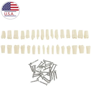 32 Pcs Dental Typodont Replacement Teeth For NISSIN 200 Model Practice Screw-in - Picture 1 of 8