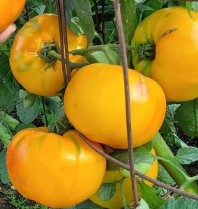 Tomatensamen (7+ Samen); moldawische Sorte "Catwell", aus 2025 - Bild 1 von 1