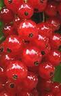 Ribes r. 'Jonkheer van Tets' - rote Johannisbeere - winterharte Pflanze 30-50cm