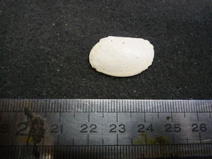 039.08 B - PSAMMOBIA OBTUSALIS -LOT N°01 X 1  RARE - FOSSILE DU BASSIN PARISIEN - Afbeelding 1 van 2