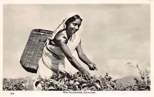 Sri Lanka - Tea plucker - Publ. Ceylon Pictorials 44 - Picture 1 of 2