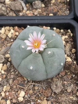 3PC LW Succulent Cactus Plant Beautiful Cactus Garden Décor Boutique - Image 1 of 4