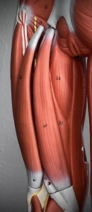 3B Scientific - Hamstring Spare Part for Human Muscle Model B55 Anatomy Set - Picture 1 of 8