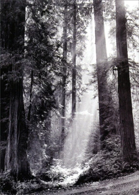Tarjeta de condolencia Avanti Press Sequoia Forest America Collection Foto 1 de 2