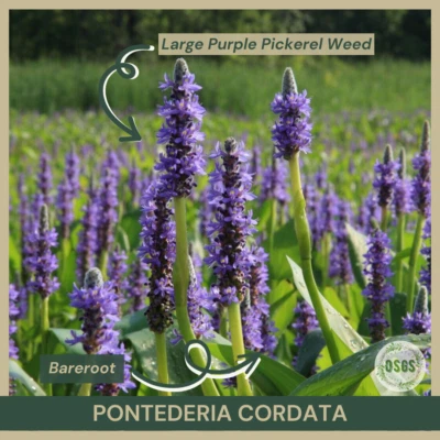 Bareroot | Pontederia cordata | 大号紫色拾音器杂草 | 拾音器拉什 — 第 1/3 张图片