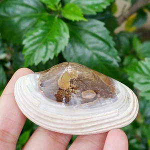 46 gr natürliches Bivalvia Muschel grobes Pelecypoda Fossil, Indonesien - Bild 1 von 8