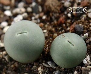 SEEDS- Conophytum calculus 15 seeds - Picture 1 of 2
