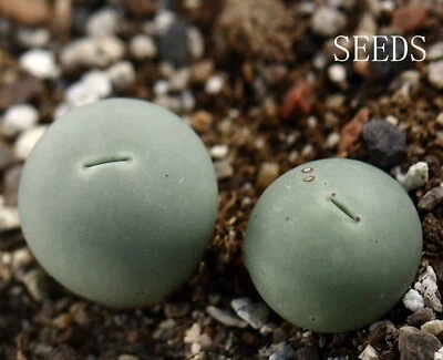 SEEDS- Conophytum calculus 15 seeds - Image 1 of 2