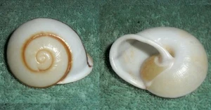 RFM 26986 Landsnail Philippines Mesanella palawanica Pfeiffer 1855 45.4mm F++ Pa - Picture 1 of 1