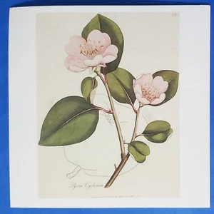 Postcard Quince Tree William Woodville Botanical Illustration (pl 79) 6"x6" - Imagen 1 de 2