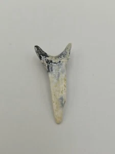 Authentischer Striatolamia Haizahn - altes Fossil, in gutem Zustand - Bild 1 von 5
