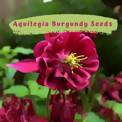 Aquilegia, Granny Bonnets, Columbine  Burgundy Flower 50 plus  Seeds - Image 1 of 4