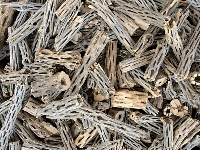 6+ LBS CHOLLA Wood CUTOFFS | Whole Pieces Split Halves Bits | Aquarium, Crafts - Image 1 of 4