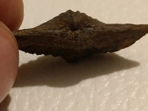 Fossil brachiopod Eleutherokomma diluvianoides . Poland, Grzegorzowice, Felsen - Bild 1 von 4