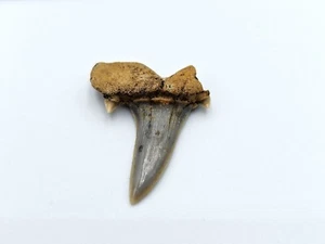Authentic Striatolamia Shark Tooth – Ancient Fossil - Picture 1 of 3