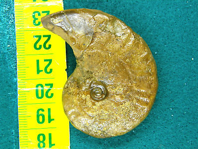 Fosiles Ammonite   Bonito Ammonite Ochetoceras De Deux SevrÉs (francia) - 1b   • 6.15€