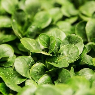 Mache Seeds, Corn Salad, Heirloom, Non-GMO, Cold Hardy, Free Shipping - Image 1 of 2