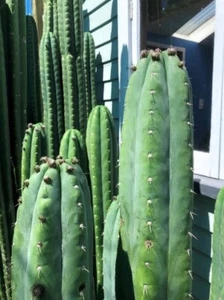 100 seeds Echinopsis 'Stu' x 'Addington' New Zealand - Picture 1 of 2