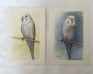 Vintage 1983 Budgie Postcard “Joey” by D.M. & E.M. Alderson Bird Art Print 80s - Picture 1 of 7