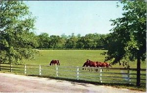 Blue Grass Horse Farm Kentucky Postcard SC-K374 Unposted - Imagen 1 de 2
