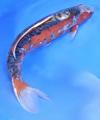 16” Breeder Sized Female Shusui 🤩 Live Koi Fish. Friendly And Has Been Hand Fed - Image 1 of 4