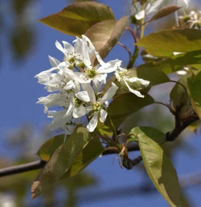 Felsenbirne Ballerina 60-80cm - Amelanchier - Bild 1 von 1