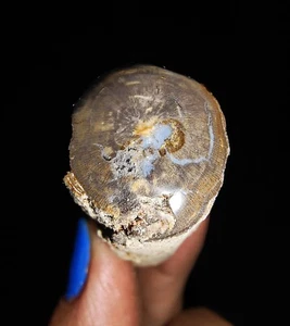 AMAZING AMMONITE!! PETRIFIED WOOD LOG, TOP POLISHED FROM JAVA, INDONESIA, 33MM - Picture 1 of 6