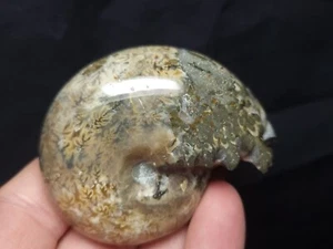 Ammonite Phylloceras Fossil from Madagascar 2.5" (126.0 gr.) - Picture 1 of 5