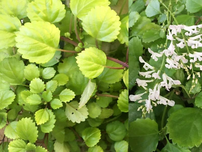 4 PLANT CUTTINGS 5"+ Plectranthus Creeping Charlie SWEDISH IVY Houseplants - Image 1 of 4