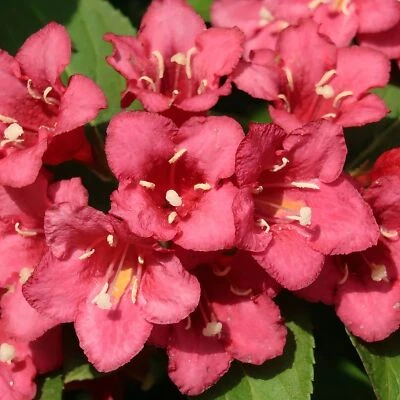 Weigela florida Bristol Ruby 2L - Fiori color rubino - Immagine 1 di 4