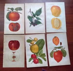 Vintage 6 Original Bk Plates Dai Dai Peter's Mango Yama Tsuru Fruit AA Newton - Picture 1 of 4