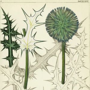 1834 REICHENBACH FLORA Superb Hand-Colored Engraving, ECHINOPS (Globe Thistle) - Picture 1 of 7