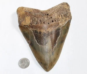 MEGALODON Fossil Giant Shark Tooth Natural No Repairs 6.32" HUGE BEAUTIFUL TOOTH - Picture 1 of 4