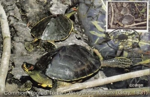 NEPAL POSTAGE STAMPS/TURTLE SERIES/MAXI CARDS/SET OF 4/2011 PRIVATE MAXI CARDS - Picture 1 of 5