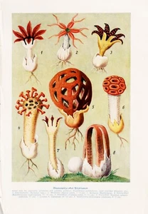 1929 German Vintage Double-sided Botanical: Flowers and Shelducks, Garden Gift - Picture 1 of 6