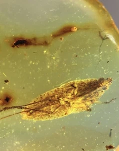 Cicada inclusion in Burmite Amber Fossil Genuine - Picture 1 of 5