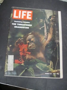 # Life Magazine 1969 March 28 Vanishing Wildlife the Endangered Orangutan - Picture 1 of 2