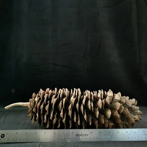 1 Large Vintage Sugarpine Pinecone from Northern California  - Picture 1 of 3