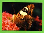 AUSTRALIAN ADMIRAL BUTTERFLY postcard TASMANIA moth insect plant flower bird SV