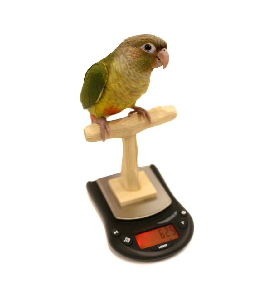 Mini NU Perch Parrot & Parakeet Training Scale from Parrot Wizard