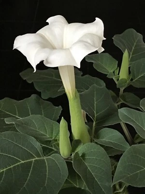 SEED-Moon Flower Indian Thornapple White Trumpet Flower Fragrant Sacred Shaman - Image 1 of 4