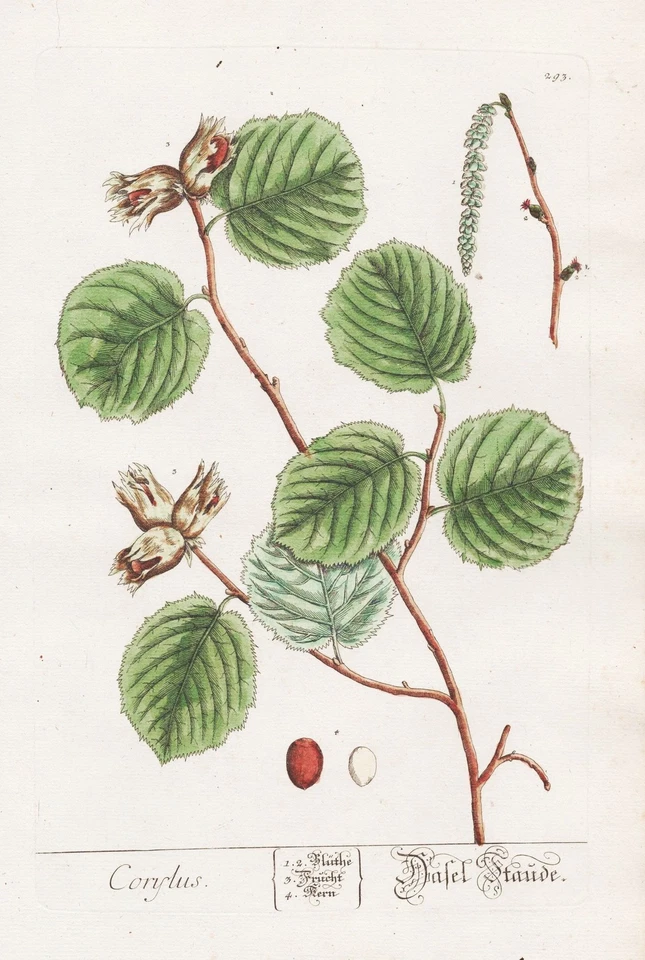Hazelnut Tree Haseln Botany Blackwell Kräuterbuch Copperplate Engraving 1765 - Image 1 of 1